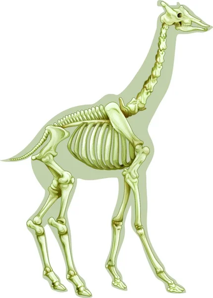 Иллюстрация Скелетной Системы Жирафа — стоковый вектор