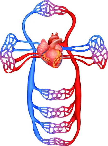 Ilustración Del Sistema Circulatorio Humano — Vector de stock
