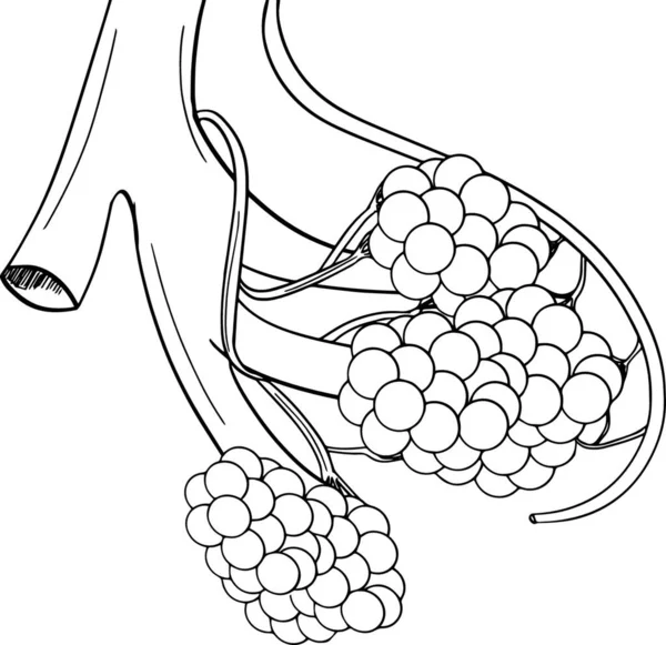 Illustration Der Menschlichen Lungenbläschen — Stockvektor