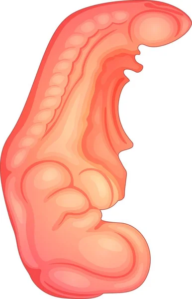 Ilustração Embrião Humano —  Vetores de Stock
