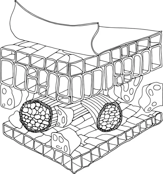 Ilustrație Structurii Frunzelor — Vector de stoc