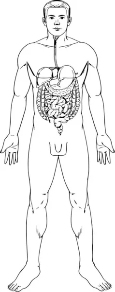 人間の消化器系図 — ストックベクタ