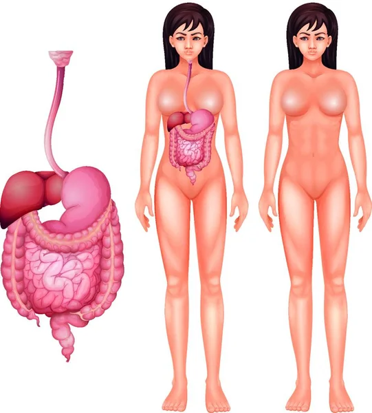 Ilustração Sistema Digestivo Humano — Vetor de Stock