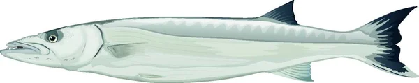 Ilustración Del Género Barracuda Sphyraena — Vector de stock
