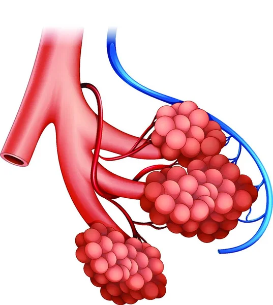Illustrazione Degli Alveoli Umani — Vettoriale Stock