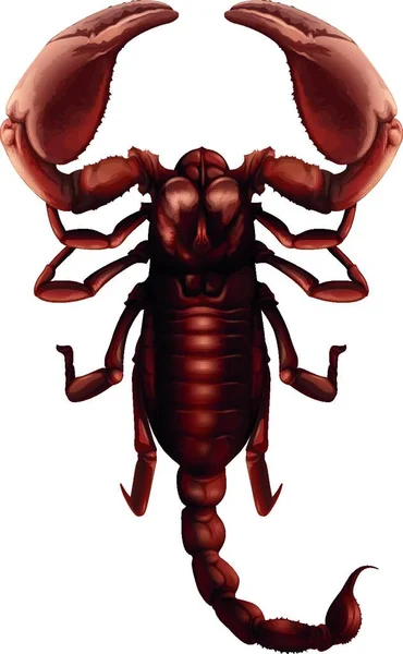 Illustration Scorpion Buthus Genus — Stock Vector
