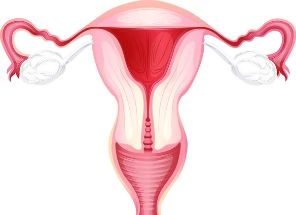 Απεικόνιση Του Uterus — Διανυσματικό Αρχείο