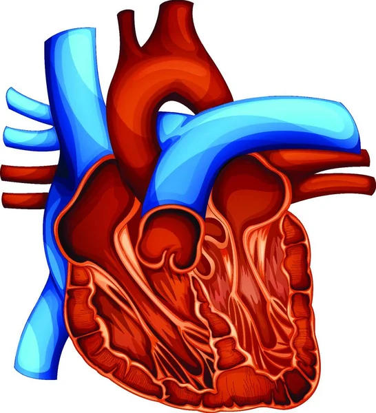 Illustration Des Menschlichen Herzens — Stockvektor