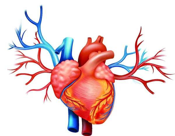 Ilustrace Srdce — Stockový vektor