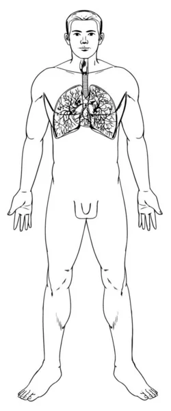 Εικονογράφηση Του Αναπνευστικού Συστήματος呼吸道系统的插图 — Διανυσματικό Αρχείο