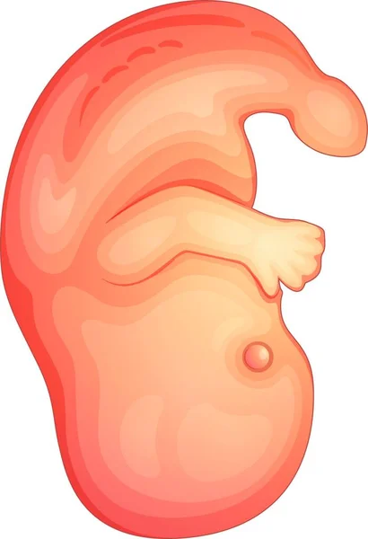 Illustration Human Embryo — Stock Vector