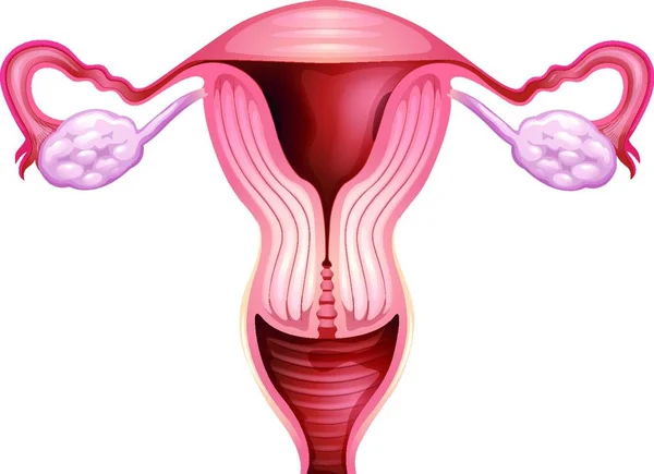Illustrazione Dell Organo Riproduttivo Femminile — Vettoriale Stock