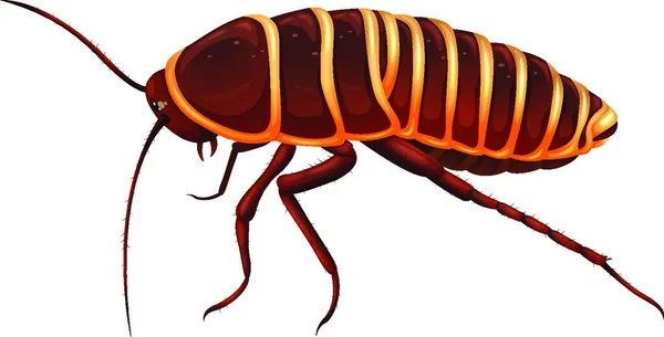 Illustration Giant Cockroach Anamesia — Stock Vector