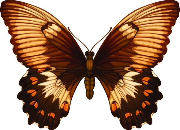 Illustrazione Del Papilio Aegeus — Vettoriale Stock