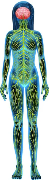 Иллюстрация Нервной Системы Человека — стоковый вектор