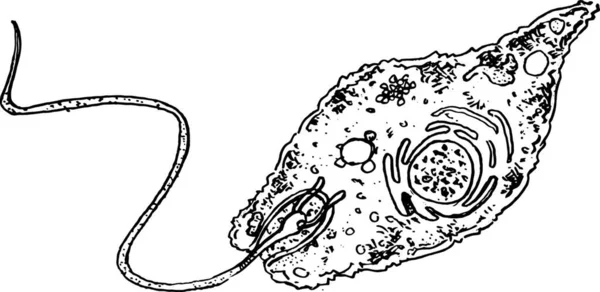 Illustration Euglena — Stock vektor