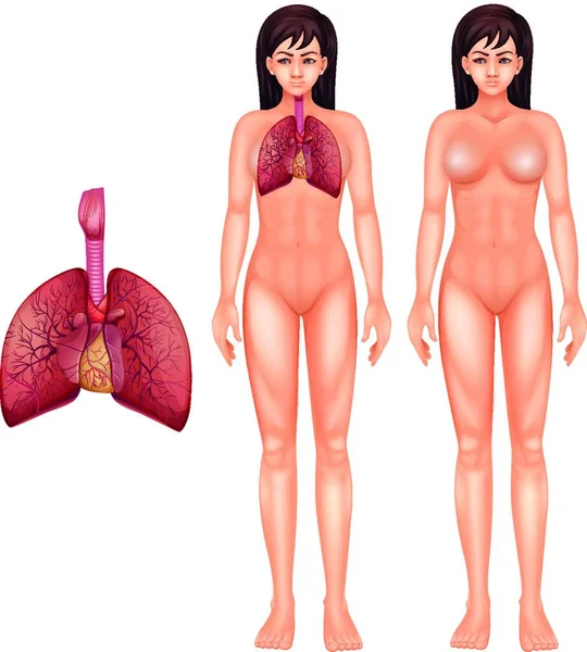 Illustration Système Respiratoire Humain — Image vectorielle