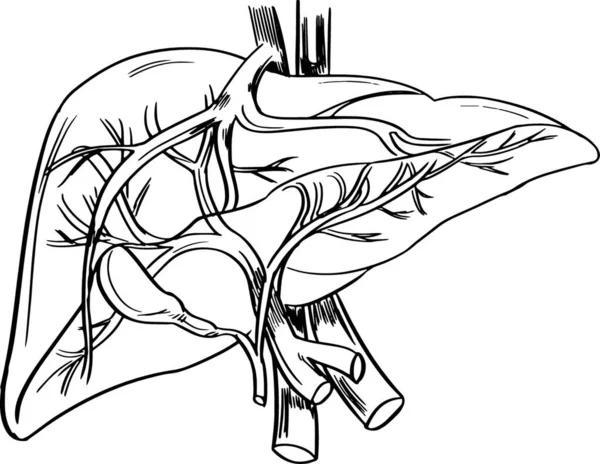 人間の肝臓のイラスト — ストックベクタ