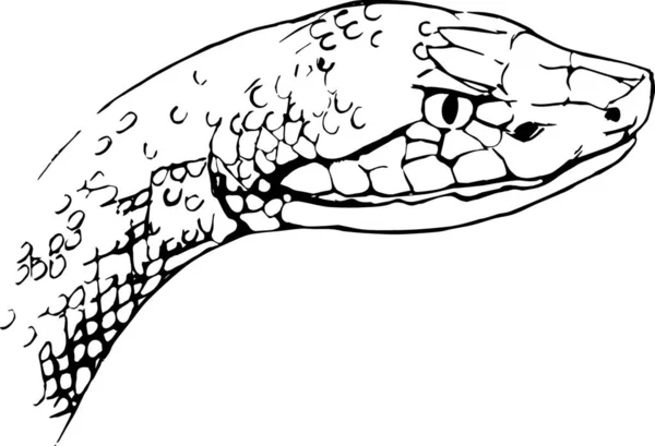 Illustration Der Kupferkopfschlange — Stockvektor