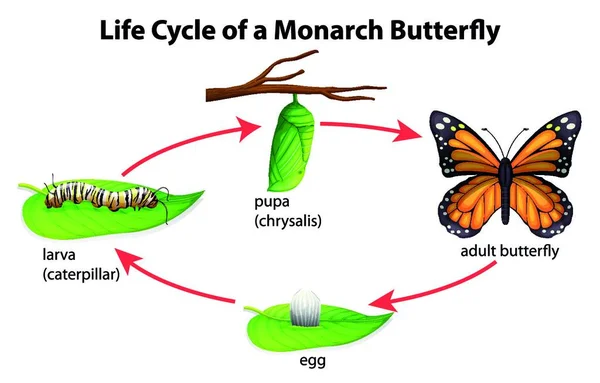 Illustration Monarch Butterfly — Stock Vector