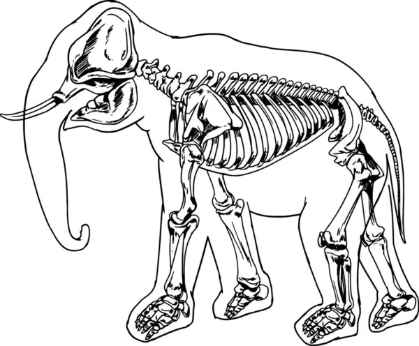 Illustration Elephant Skeleton — Stock Vector