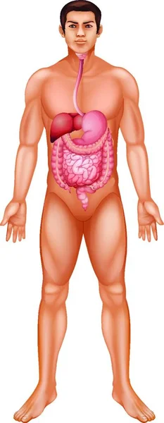 Ilustração Sistema Digestivo Humano —  Vetores de Stock
