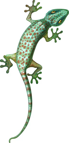 Ilustración Del Tokay Gecko — Vector de stock