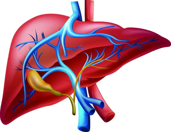 Karaciğerin Çizimi — Stok Vektör