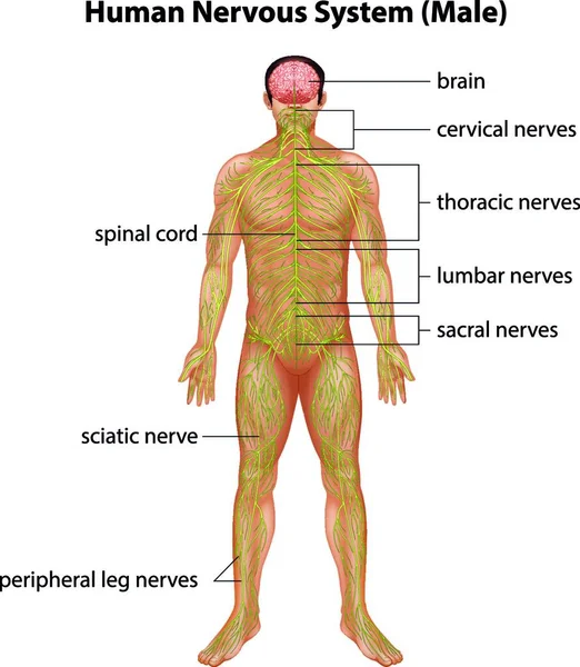Ilustração Sistema Nervoso Humano — Vetor de Stock