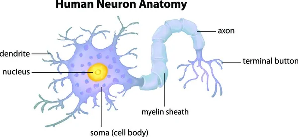 Иллюстрация Анатомии Человеческого Нейрона — стоковый вектор