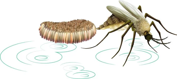 Ілюстрація Комарів Відкладання Яєць — стоковий вектор
