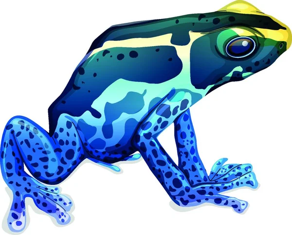 Ilustracja Poison Dart Frog — Wektor stockowy