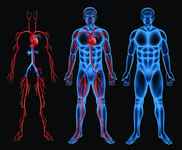 Human Circulatory System Illustration — Stock Vector