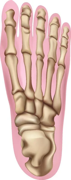 Иллюстрация Человеческой Ноги — стоковый вектор