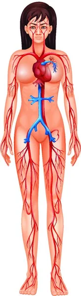 Ilustración Del Sistema Circulatorio Humano — Vector de stock