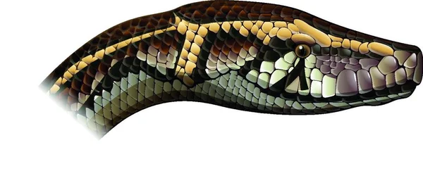 印度蟒蛇的图解 — 图库矢量图片