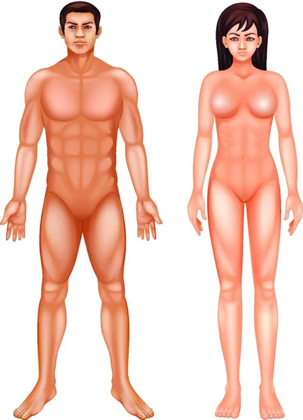 Illustration Människokroppen — Stock vektor