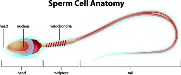 Ilustração Estrutura Celular Esperma —  Vetores de Stock