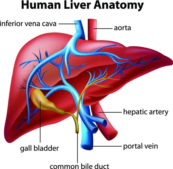 Illustrazione Dell Anatomia Del Fegato Umano — Vettoriale Stock