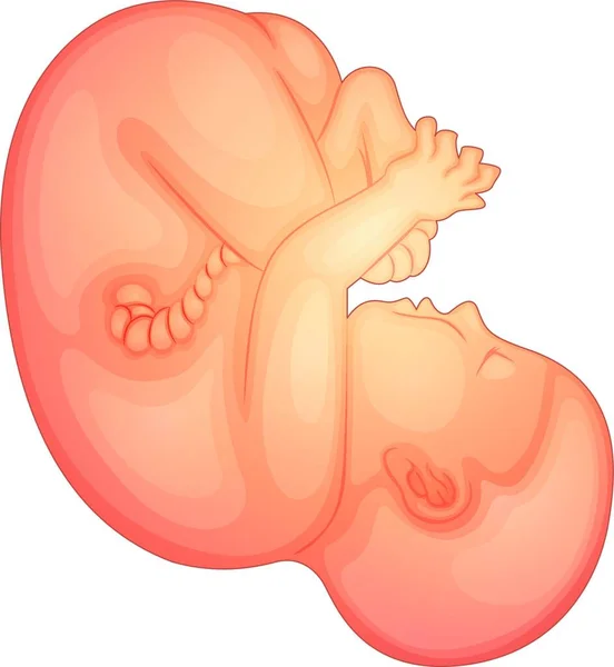 Illustration Human Fetus — Stock Vector