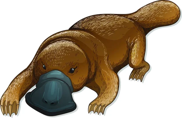 Illustration Platypus — Image vectorielle