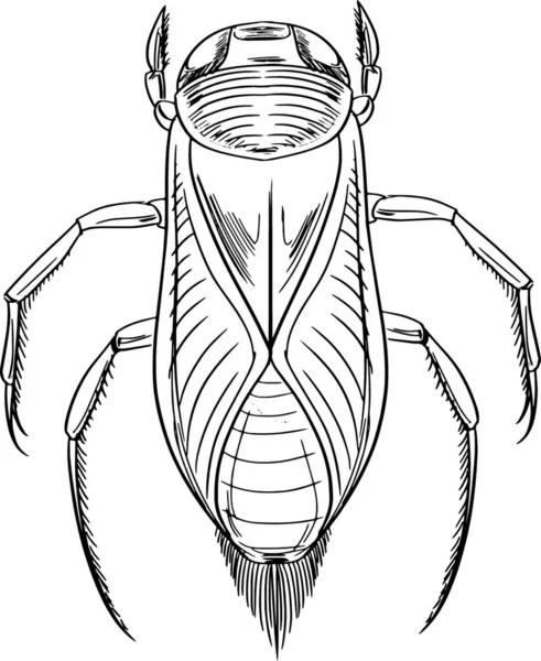 水甲虫轮廓图解 — 图库矢量图片