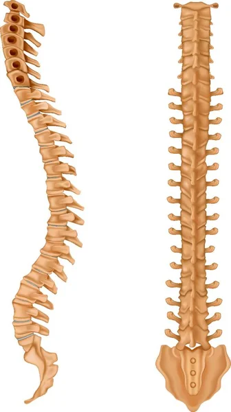 Ilustrasi Tulang Belakang - Stok Vektor