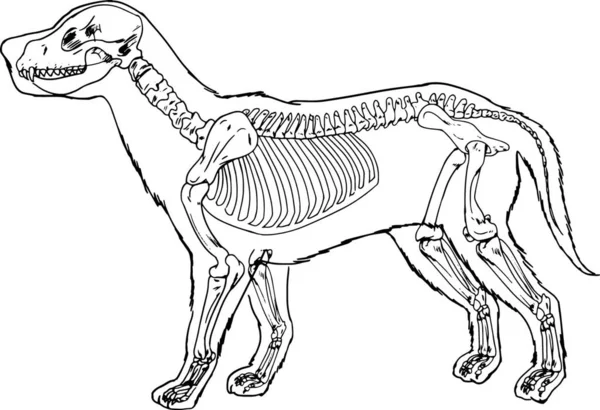Illustration Dog Skeleton Outline — Stock Vector
