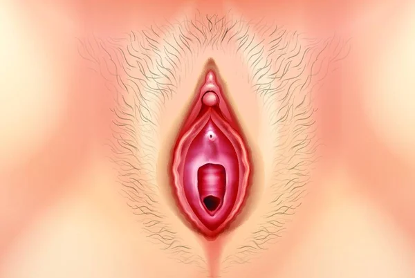 Ilustração Vagina Humana — Vetor de Stock