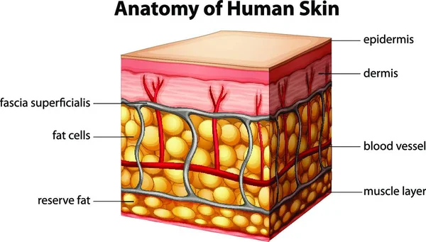 Illustrazione Dell Anatomia Della Pelle Umana — Vettoriale Stock