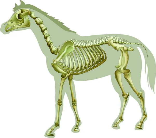 Иллюстрация Скелета Лошади — стоковый вектор