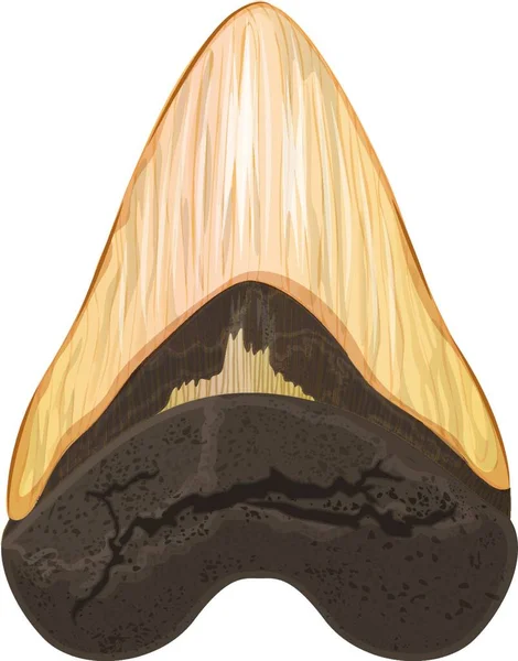 メガロドンの歯のイラスト — ストックベクタ
