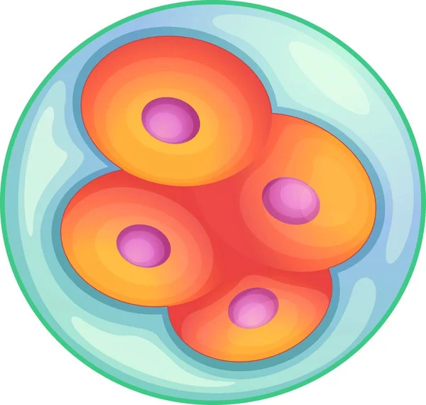 Illustration Der Embryonenentwicklung — Stockvektor