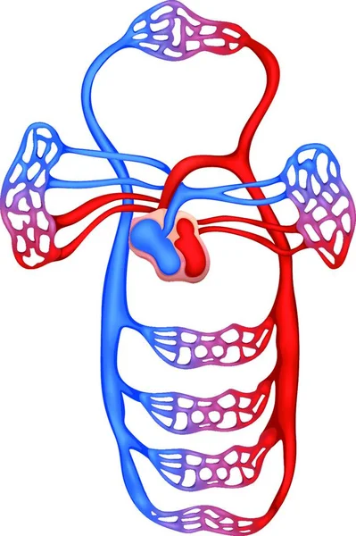 Иллюстрация Системы Кровообращения — стоковый вектор